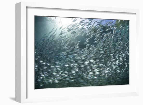 A Large School of Scad in the Solomon Islands-Stocktrek Images-Framed Photographic Print