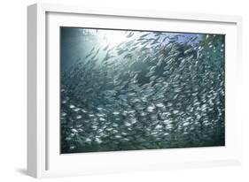 A Large School of Scad in the Solomon Islands-Stocktrek Images-Framed Photographic Print