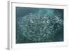 A Large School of Scad in the Solomon Islands-Stocktrek Images-Framed Photographic Print