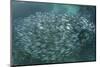 A Large School of Scad in the Solomon Islands-Stocktrek Images-Mounted Photographic Print