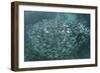 A Large School of Scad in the Solomon Islands-Stocktrek Images-Framed Photographic Print