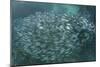 A Large School of Scad in the Solomon Islands-Stocktrek Images-Mounted Photographic Print