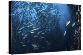 A Large School of Trevally Near Cocos Island, Costa Rica-Stocktrek Images-Stretched Canvas