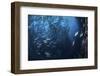 A Large School of Trevally Near Cocos Island, Costa Rica-Stocktrek Images-Framed Photographic Print