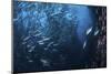 A Large School of Trevally Near Cocos Island, Costa Rica-Stocktrek Images-Mounted Photographic Print