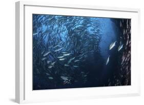 A Large School of Trevally Near Cocos Island, Costa Rica-Stocktrek Images-Framed Photographic Print