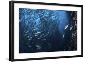 A Large School of Trevally Near Cocos Island, Costa Rica-Stocktrek Images-Framed Photographic Print