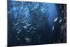 A Large School of Trevally Near Cocos Island, Costa Rica-Stocktrek Images-Mounted Photographic Print