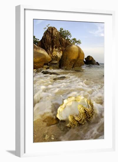 A Large Sea-Shell, Washed Ashore on a Beach-Andrey Zvoznikov-Framed Photographic Print