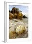 A Large Sea-Shell, Washed Ashore on a Beach-Andrey Zvoznikov-Framed Photographic Print