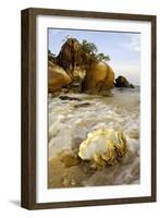 A Large Sea-Shell, Washed Ashore on a Beach-Andrey Zvoznikov-Framed Photographic Print