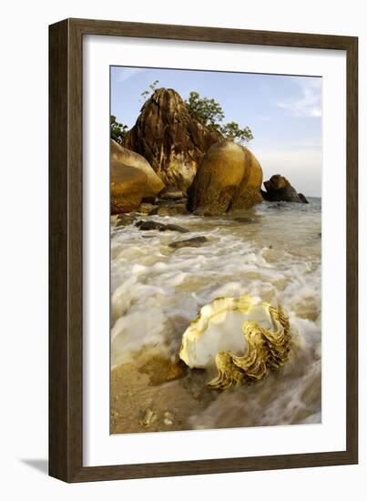 A Large Sea-Shell, Washed Ashore on a Beach-Andrey Zvoznikov-Framed Photographic Print