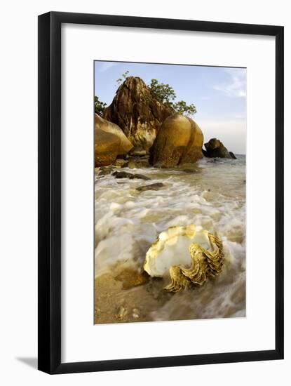 A Large Sea-Shell, Washed Ashore on a Beach-Andrey Zvoznikov-Framed Photographic Print