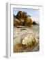 A Large Sea-Shell, Washed Ashore on a Beach-Andrey Zvoznikov-Framed Photographic Print