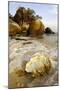 A Large Sea-Shell, Washed Ashore on a Beach-Andrey Zvoznikov-Mounted Photographic Print