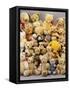 A Large Selection of Teddy Bears-null-Framed Stretched Canvas