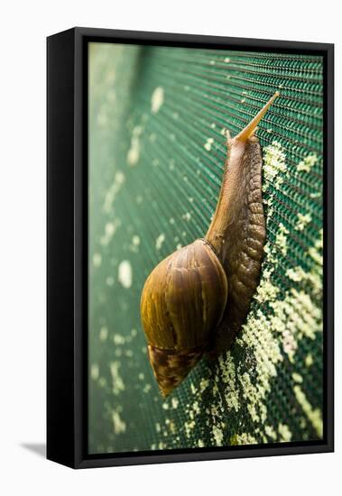 A Large Snail in Kauai, Hawaii-Sergio Ballivian-Framed Stretched Canvas