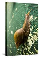 A Large Snail in Kauai, Hawaii-Sergio Ballivian-Stretched Canvas