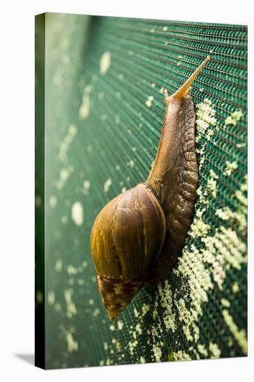 A Large Snail in Kauai, Hawaii-Sergio Ballivian-Stretched Canvas