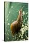 A Large Snail in Kauai, Hawaii-Sergio Ballivian-Stretched Canvas