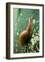 A Large Snail in Kauai, Hawaii-Sergio Ballivian-Framed Photographic Print