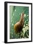 A Large Snail in Kauai, Hawaii-Sergio Ballivian-Framed Photographic Print