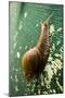 A Large Snail in Kauai, Hawaii-Sergio Ballivian-Mounted Photographic Print