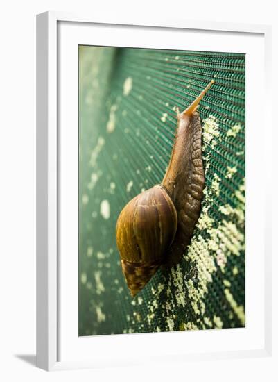 A Large Snail in Kauai, Hawaii-Sergio Ballivian-Framed Photographic Print