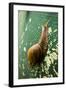 A Large Snail in Kauai, Hawaii-Sergio Ballivian-Framed Photographic Print