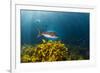 A Large Snapper Swims Above a Kelp Bed Off North Island, New Zealand-James White-Framed Photographic Print