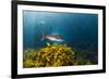 A Large Snapper Swims Above a Kelp Bed Off North Island, New Zealand-James White-Framed Photographic Print