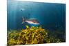 A Large Snapper Swims Above a Kelp Bed Off North Island, New Zealand-James White-Mounted Photographic Print