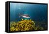A Large Snapper Swims Above a Kelp Bed Off North Island, New Zealand-James White-Framed Stretched Canvas