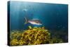 A Large Snapper Swims Above a Kelp Bed Off North Island, New Zealand-James White-Stretched Canvas