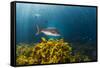 A Large Snapper Swims Above a Kelp Bed Off North Island, New Zealand-James White-Framed Stretched Canvas