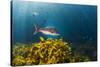 A Large Snapper Swims Above a Kelp Bed Off North Island, New Zealand-James White-Stretched Canvas