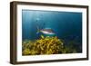 A Large Snapper Swims Above a Kelp Bed Off North Island, New Zealand-James White-Framed Photographic Print