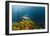 A Large Snapper Swims Above a Kelp Bed Off North Island, New Zealand-James White-Framed Photographic Print