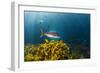 A Large Snapper Swims Above a Kelp Bed Off North Island, New Zealand-James White-Framed Photographic Print