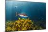 A Large Snapper Swims Above a Kelp Bed Off North Island, New Zealand-James White-Mounted Photographic Print