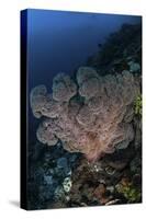 A Large Soft Coral Colony Grows on a Reef Slope in Indonesia-Stocktrek Images-Stretched Canvas