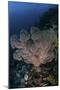 A Large Soft Coral Colony Grows on a Reef Slope in Indonesia-Stocktrek Images-Mounted Photographic Print