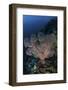 A Large Soft Coral Colony Grows on a Reef Slope in Indonesia-Stocktrek Images-Framed Photographic Print