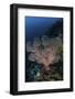 A Large Soft Coral Colony Grows on a Reef Slope in Indonesia-Stocktrek Images-Framed Photographic Print