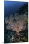 A Large Soft Coral Colony Grows on a Reef Slope in Indonesia-Stocktrek Images-Mounted Photographic Print