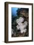A Large Soft Coral Colony Grows on a Reef Slope in Indonesia-Stocktrek Images-Framed Photographic Print
