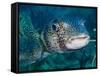 A Large Spotted Pufferfish-Stocktrek Images-Framed Stretched Canvas