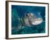 A Large Spotted Pufferfish-Stocktrek Images-Framed Photographic Print
