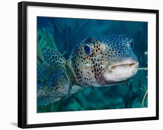A Large Spotted Pufferfish-Stocktrek Images-Framed Photographic Print