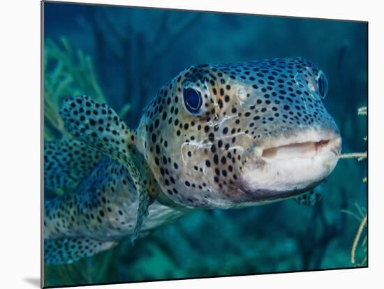 A Large Spotted Pufferfish-Stocktrek Images-Mounted Photographic Print